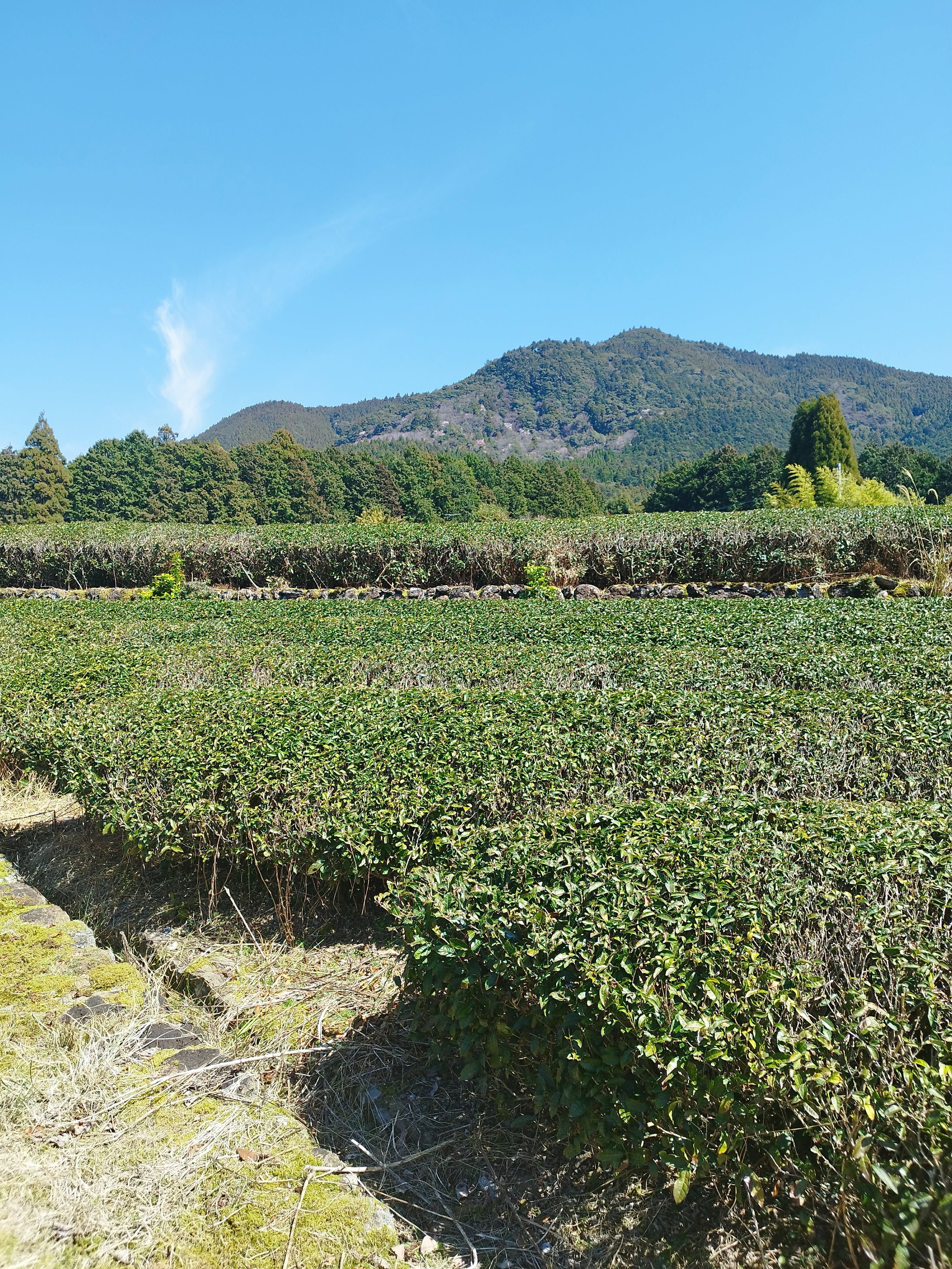 Campos de té de Irokawa