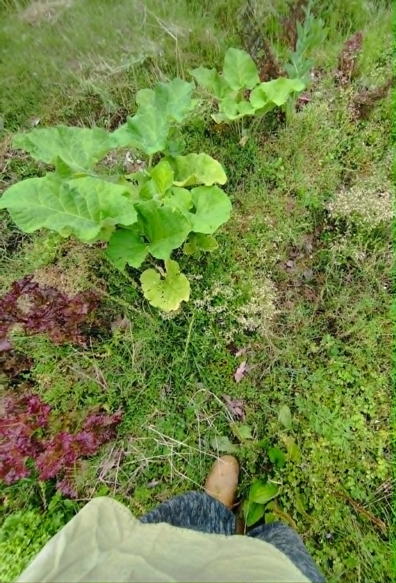 Huerto ecológico