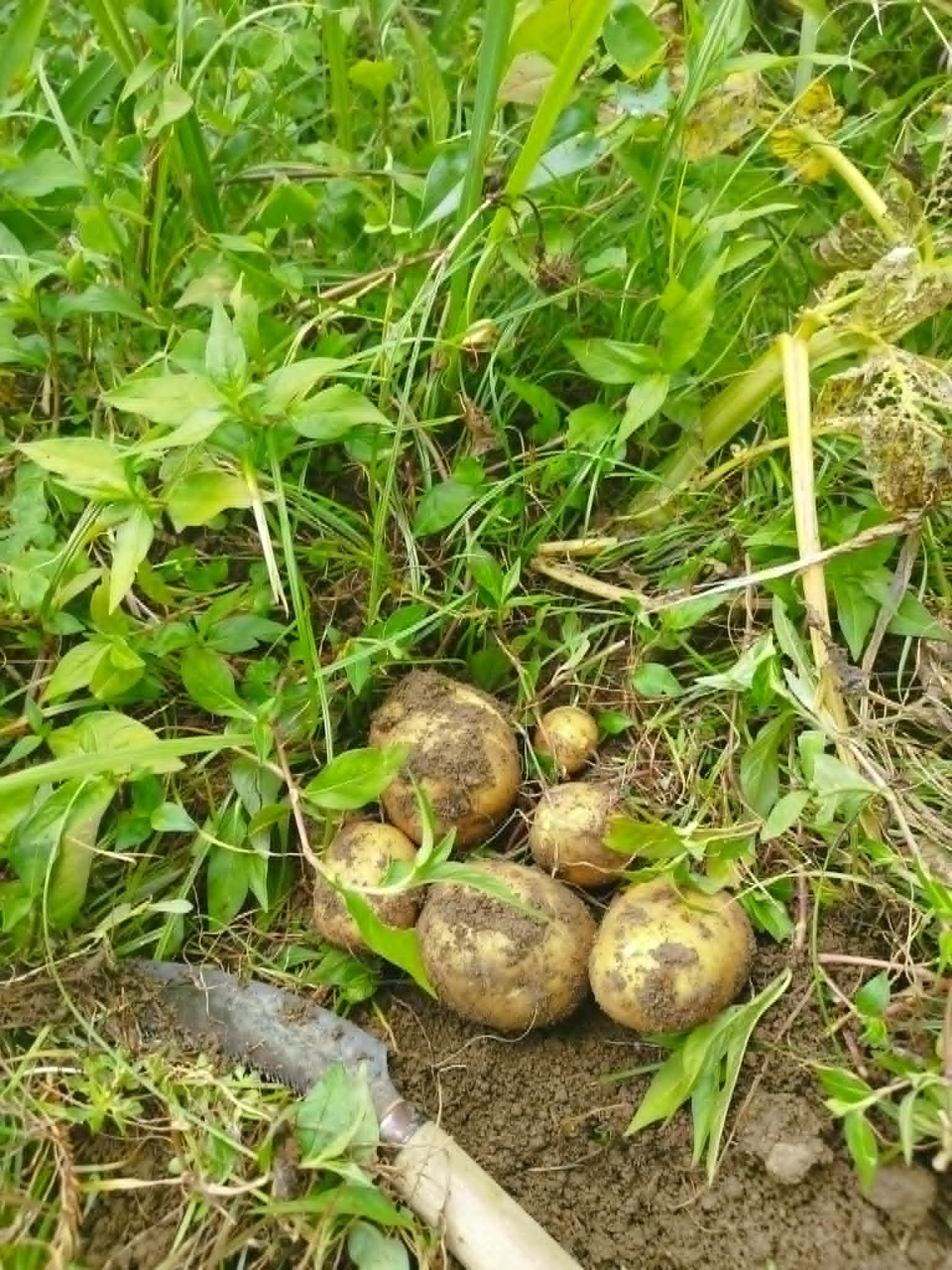 Huerto ecológico